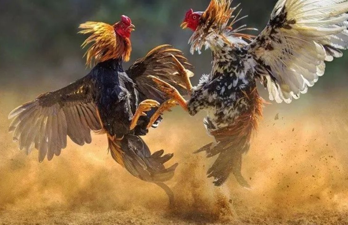 Nạp & Cược Đá Gà Thomo Hiệu Quả Với Thao Tác Đơn Giản Số 1