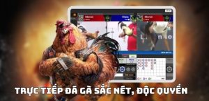 Đá Gà AW8 - Sân Chơi Hấp Dẫn Với Phong Cách Đấu Độc Đáo