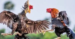 Đá Gà AW8 - Sân Chơi Hấp Dẫn Với Phong Cách Đấu Độc Đáo