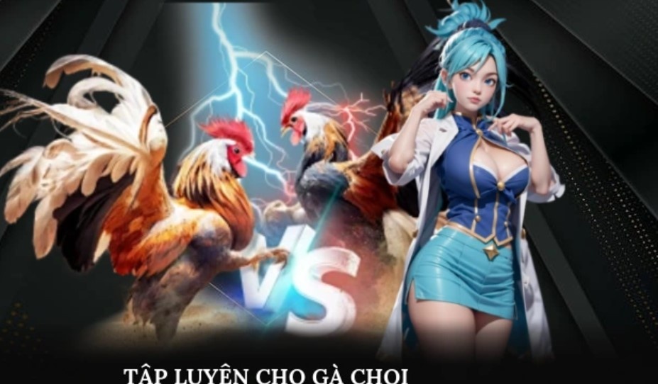 Cách Tập Luyện Cho Gà Chọi Bài Bản Theo Đúng Kỹ Thuật Số 1
