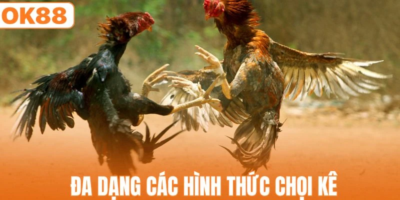 Đá Gà OK88 - Trường Đấu Kịch Tính Giữa Các Chiến Kê