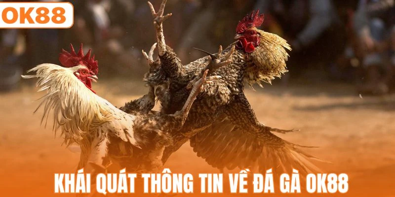 Đá Gà OK88 - Trường Đấu Kịch Tính Giữa Các Chiến Kê