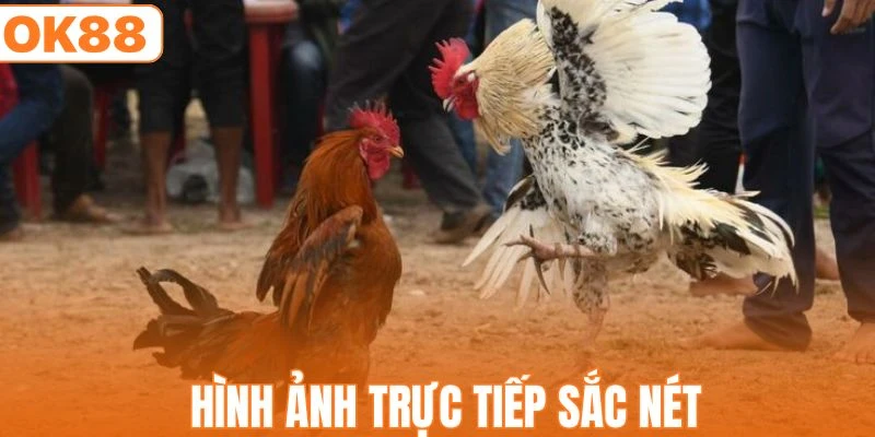 Đá Gà OK88 - Trường Đấu Kịch Tính Giữa Các Chiến Kê