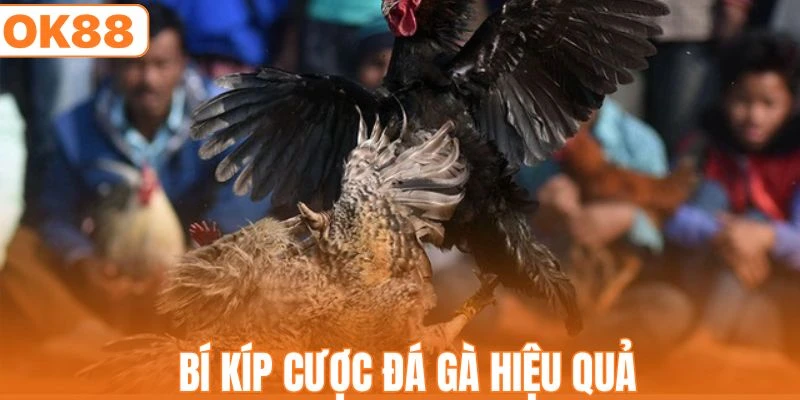 Đá Gà OK88 - Trường Đấu Kịch Tính Giữa Các Chiến Kê